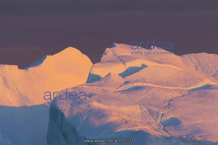 : 80200166 Icebergs - at sunset Ilulissat Icefjord : 80200166 Icebergs - at sunset Ilulissat Icefjord