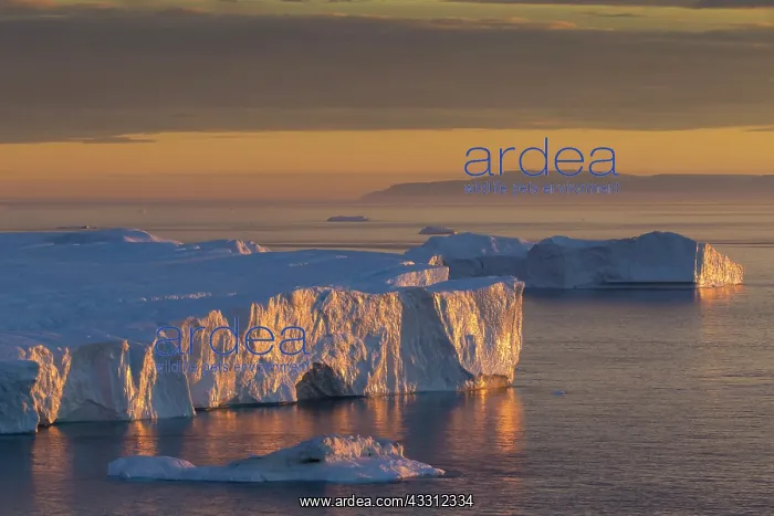 : 80200167 Icebergs - at sunset Ilulissat Icefjord : 80200167 Icebergs - at sunset Ilulissat Icefjord