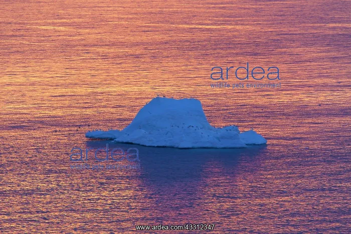 : 80200168 Icebergs - at sunset Ilulissat Icefjord : 80200168 Icebergs - at sunset Ilulissat Icefjord