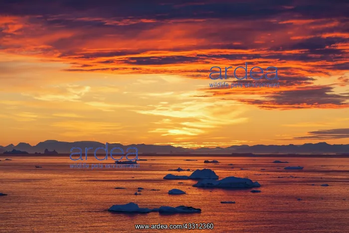  : 80200169 Icebergs - at sunset Ilulissat Icefjord