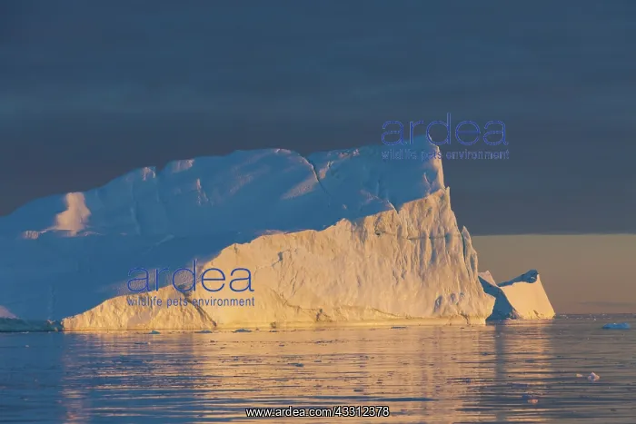 : 80200170 Icebergs - at sunset Ilulissat Icefjord : 80200170 Icebergs - at sunset Ilulissat Icefjord