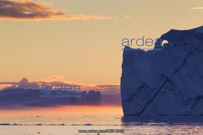 : 80200172 Icebergs - at sunset Ilulissat Icefjord : 80200172 Icebergs - at sunset Ilulissat Icefjord