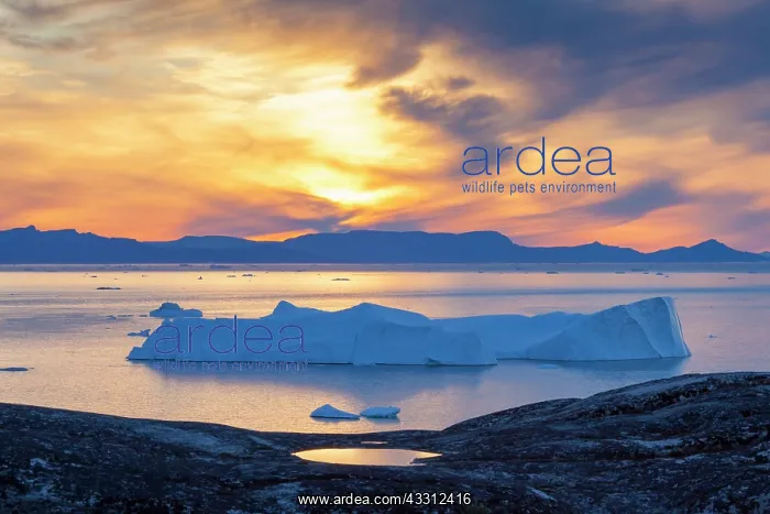 : 80200173 Icebergs - at sunset Ilulissat Icefjord : 80200173 Icebergs - at sunset Ilulissat Icefjord