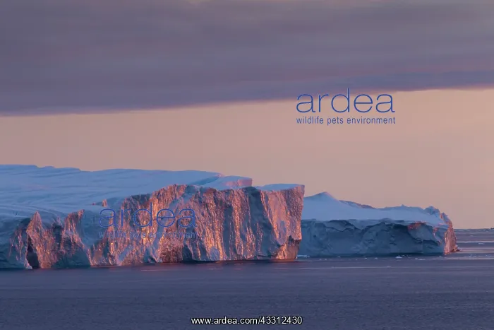 : 80200174 Icebergs - at sunset Ilulissat Icefjord : 80200174 Icebergs - at sunset Ilulissat Icefjord