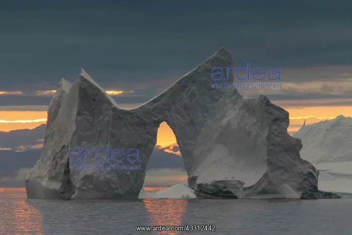 : 80200175 Icebergs - at sunset Ilulissat Icefjord : 80200175 Icebergs - at sunset Ilulissat Icefjord