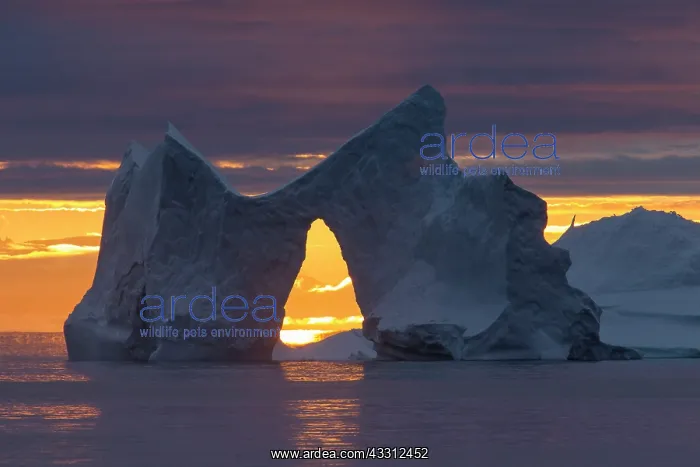 : 80200176 Icebergs - at sunset Ilulissat Icefjord : 80200176 Icebergs - at sunset Ilulissat Icefjord