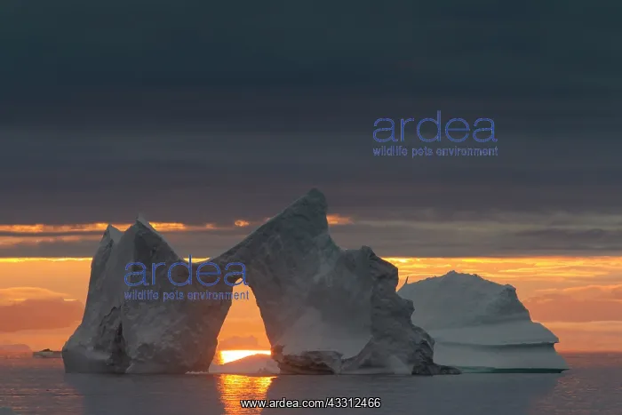  : 80200177 Icebergs - at sunset Ilulissat Icefjord