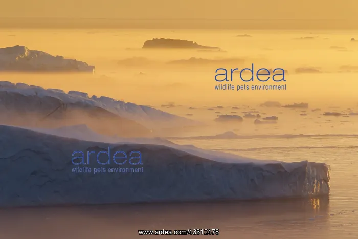 : 80200178 Icebergs - at sunset Ilulissat Icefjord : 80200178 Icebergs - at sunset Ilulissat Icefjord