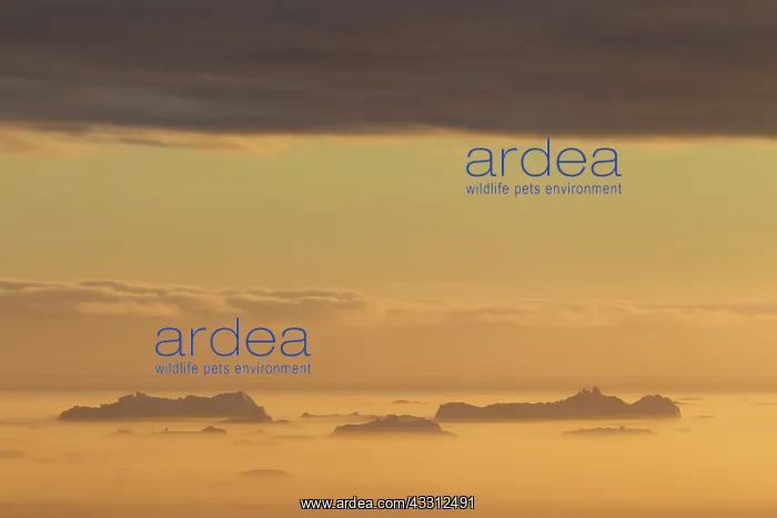 : 80200179 Icebergs - at sunset Ilulissat Icefjord : 80200179 Icebergs - at sunset Ilulissat Icefjord