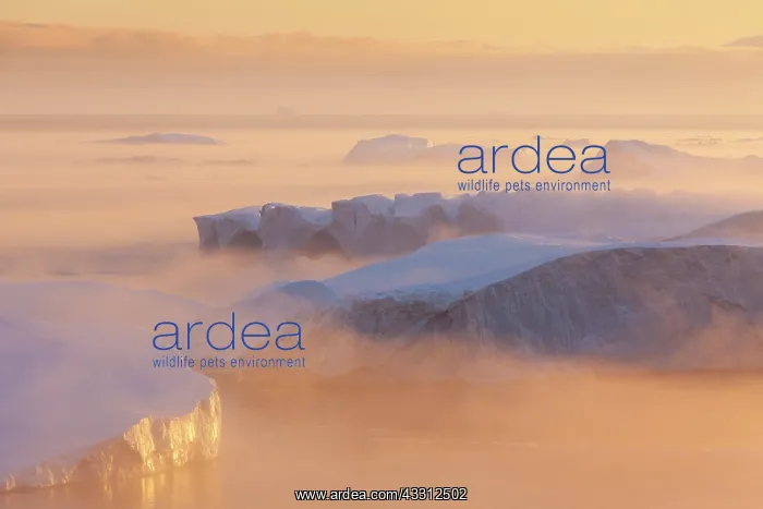 : 80200180 Icebergs - at sunset Ilulissat Icefjord : 80200180 Icebergs - at sunset Ilulissat Icefjord