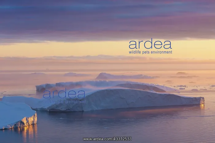 : 80200182 Icebergs - at sunset Ilulissat Icefjord : 80200182 Icebergs - at sunset Ilulissat Icefjord