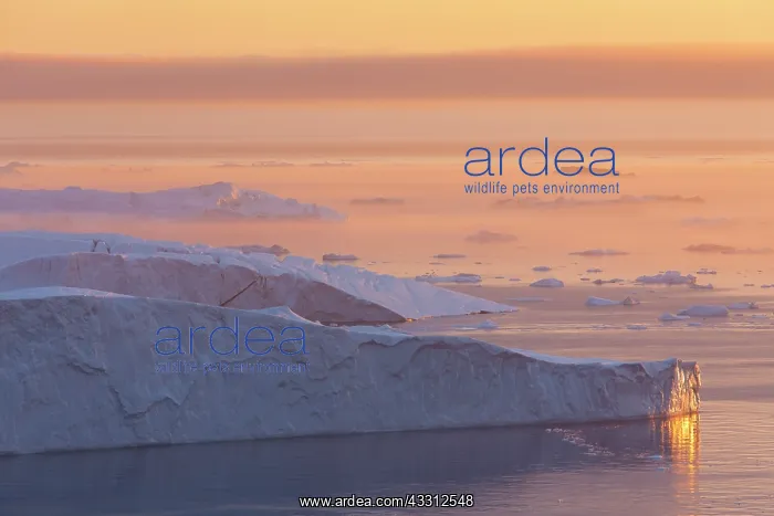 : 80200183 Icebergs - at sunset Ilulissat Icefjord : 80200183 Icebergs - at sunset Ilulissat Icefjord