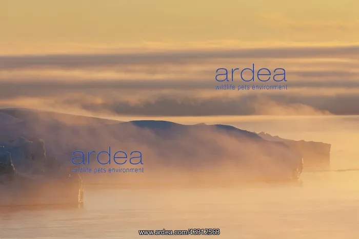 : 80200184 Icebergs - at sunset Ilulissat Icefjord : 80200184 Icebergs - at sunset Ilulissat Icefjord