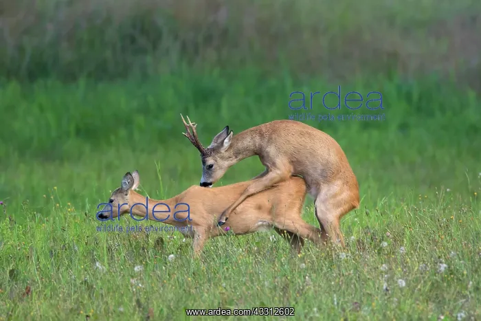 : 80200187 Roe Deer - mating in summer Sweden Capreolus : 80200187 Roe Deer - mating in summer Sweden Capreolus