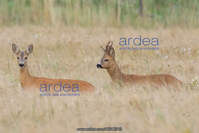 : 80200188 Roe Deer - buck and doe during rut Sweden : 80200188 Roe Deer - buck and doe during rut Sweden