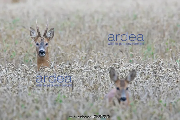 : 80200189 Roe Deer - buck and doe during rut Sweden : 80200189 Roe Deer - buck and doe during rut Sweden
