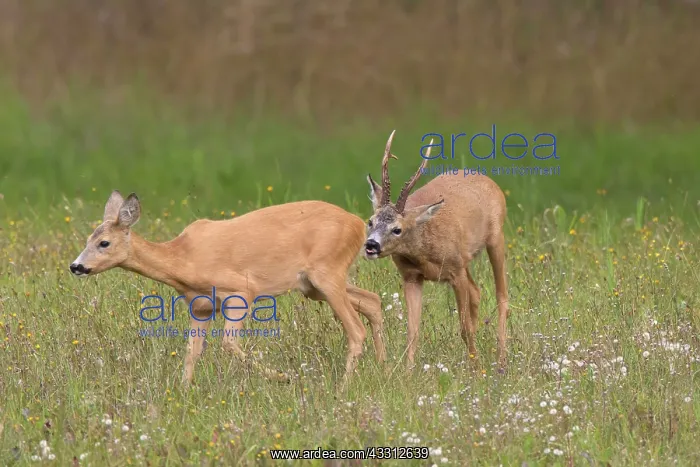 : 80200190 Roe Deer - buck following doe during rut : 80200190 Roe Deer - buck following doe during rut
