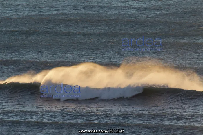 : 80200191 Seascape - wave breaking Vik i Myrdal : 80200191 Seascape - wave breaking Vik i Myrdal
