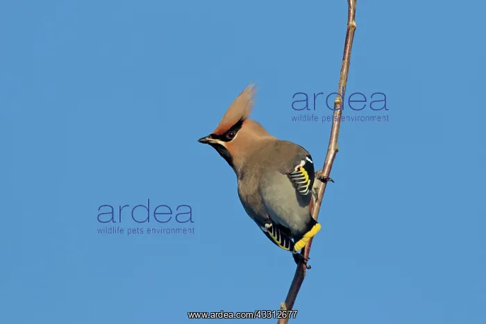: 80200194 Waxwing - adult perched on twig Germany : 80200194 Waxwing - adult perched on twig Germany