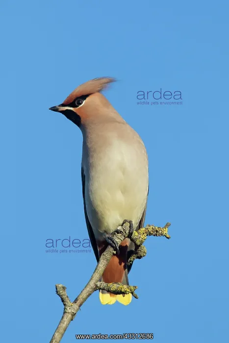 : 80200195 Waxwing - adult perched on twig Germany : 80200195 Waxwing - adult perched on twig Germany