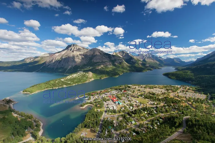 : 80200197 View from Bear's Hump to Waterton Waterton : 80200197 View from Bear's Hump to Waterton Waterton