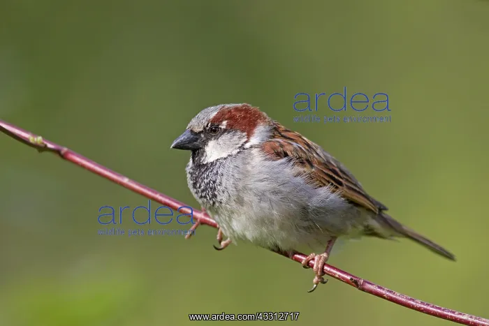  : 80200198 House Sparrow - male perched on twig Germany