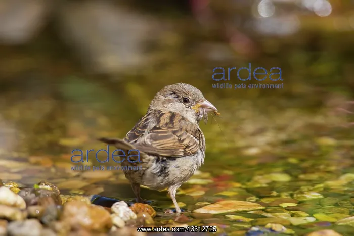 : 80200199 House Sparrow - female bathing Germany : 80200199 House Sparrow - female bathing Germany