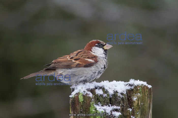 : 80200200 House Sparrow - male perched on fence Germany : 80200200 House Sparrow - male perched on fence Germany