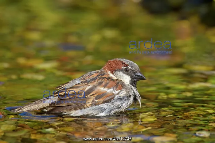 : 80200201 House Sparrow - male bathing Germany Passer : 80200201 House Sparrow - male bathing Germany Passer