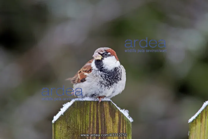 : 80200202 House Sparrow - male perched on fence Germany : 80200202 House Sparrow - male perched on fence Germany