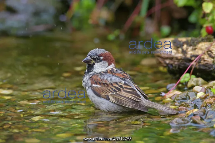 : 80200203 House Sparrow - male bathing Germany Passer : 80200203 House Sparrow - male bathing Germany Passer