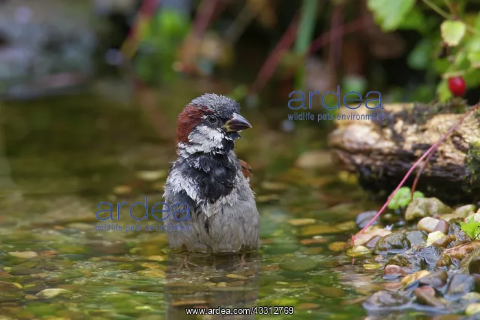 : 80200204 House Sparrow - male bathing Germany Passer : 80200204 House Sparrow - male bathing Germany Passer