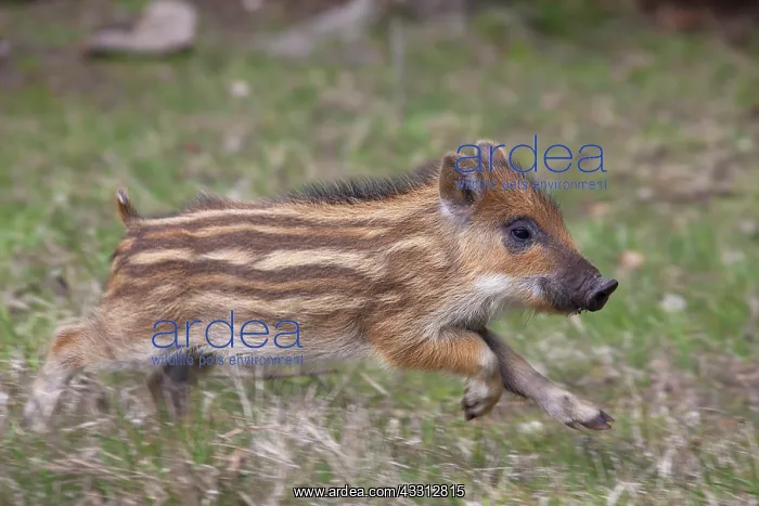 : 80200208 Wild Boar - young piglet Germany Sus scrofa : 80200208 Wild Boar - young piglet Germany Sus scrofa