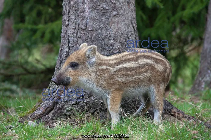 : 80200209 Wild Boar - young piglet Germany Sus scrofa : 80200209 Wild Boar - young piglet Germany Sus scrofa
