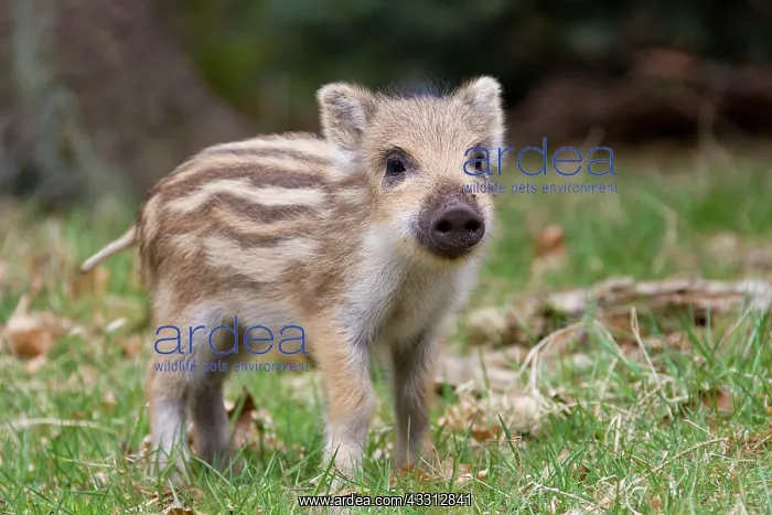 : 80200210 Wild Boar - young piglet Germany Sus scrofa : 80200210 Wild Boar - young piglet Germany Sus scrofa