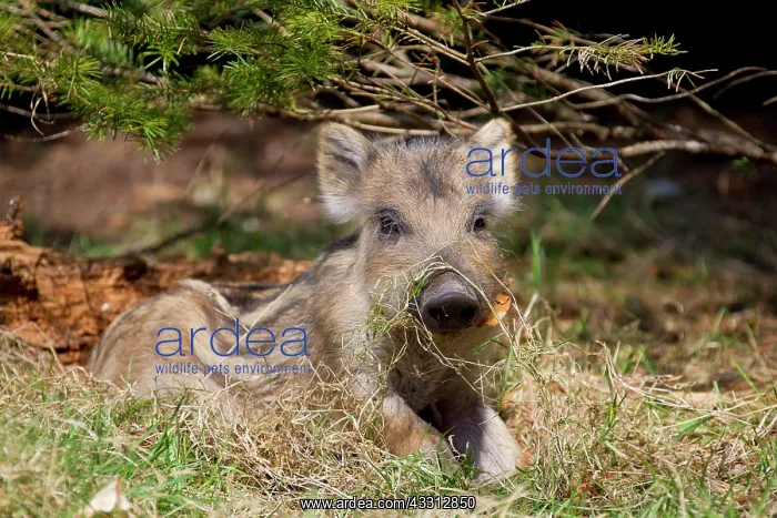 : 80200211 Wild Boar - young piglet Germany Sus scrofa : 80200211 Wild Boar - young piglet Germany Sus scrofa