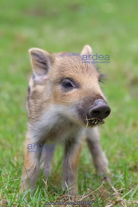 : 80200212 Wild Boar - young piglet Germany Sus scrofa : 80200212 Wild Boar - young piglet Germany Sus scrofa