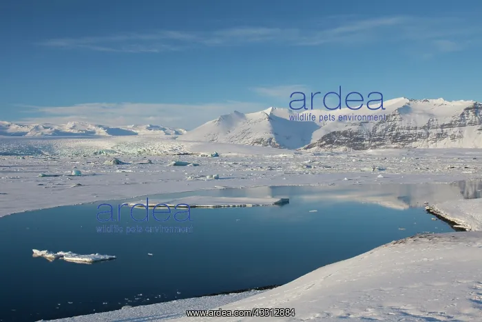 : 80200215 Ice Floats - Joekusarlon Glacier Lagoon : 80200215 Ice Floats - Joekusarlon Glacier Lagoon