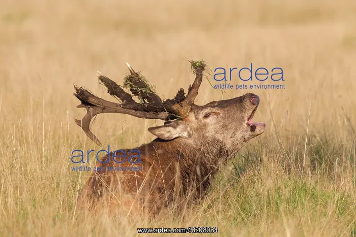 : 80200216 Red Deer - stag with unusual antlers Denmark : 80200216 Red Deer - stag with unusual antlers Denmark