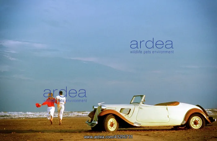 : 80200282 Classic Car - on beach with romantic couple : 80200282 Classic Car - on beach with romantic couple
