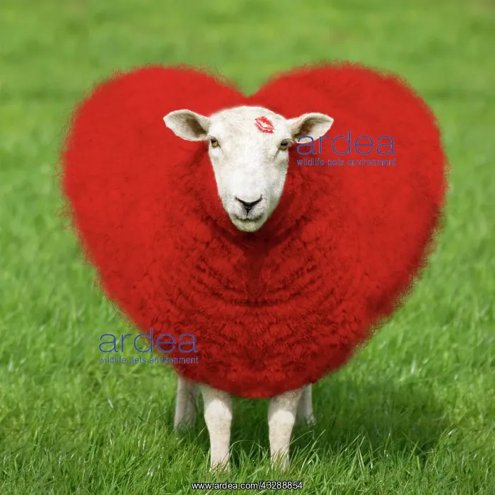 : 80200316 Sheep - Ewe with red heart shaped wool : 80200316 Sheep - Ewe with red heart shaped wool