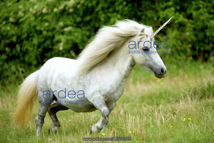 : 80200318 Unicorn - pony Digital Manipulation Jean-Michel : 80200318 Unicorn - pony Digital Manipulation Jean-Michel