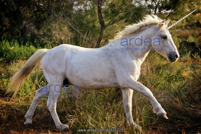 : 80200320 Unicorn Digital Manipulation M. Watson : 80200320 Unicorn Digital Manipulation M. Watson