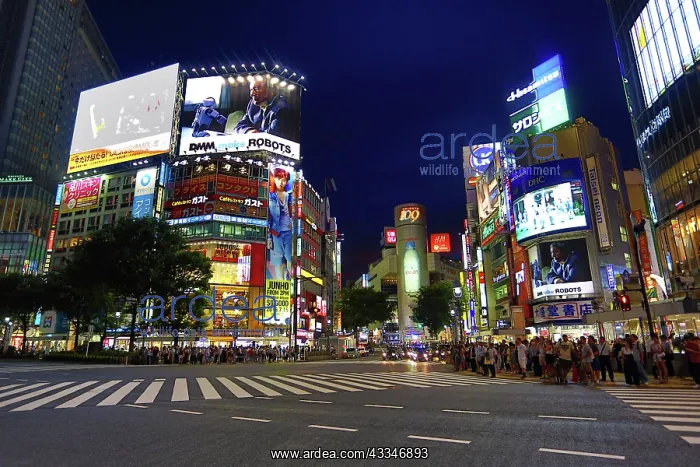 : 80200323 Sunset at the pedestrian crossing at the : 80200323 Sunset at the pedestrian crossing at the