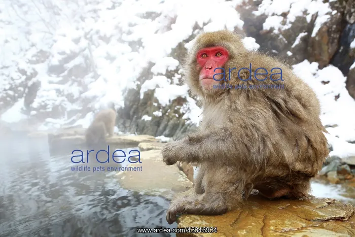  : 80200327 Japanese Macaque, Snow Monkeys at the natural