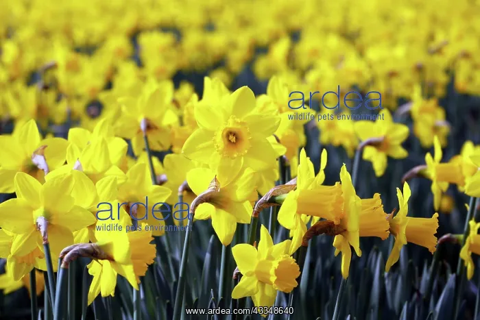 : 80200342 Warm and sunny weather brings out the spring : 80200342 Warm and sunny weather brings out the spring