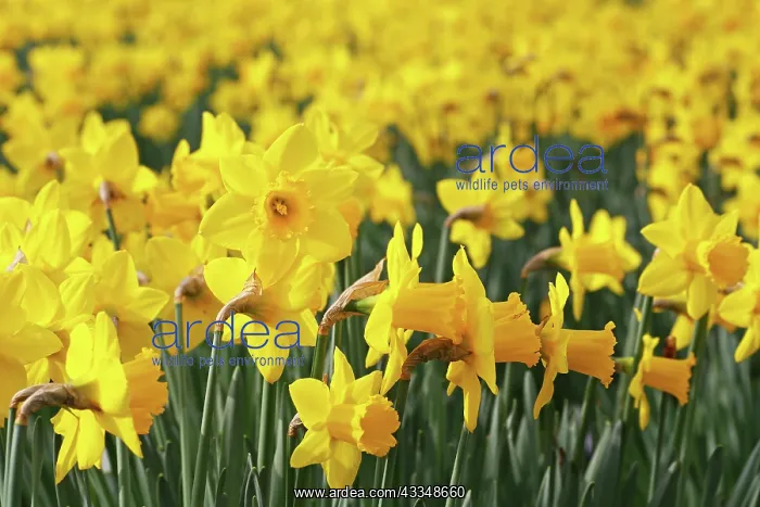 : 80200343 Warm and sunny weather brings out the spring : 80200343 Warm and sunny weather brings out the spring