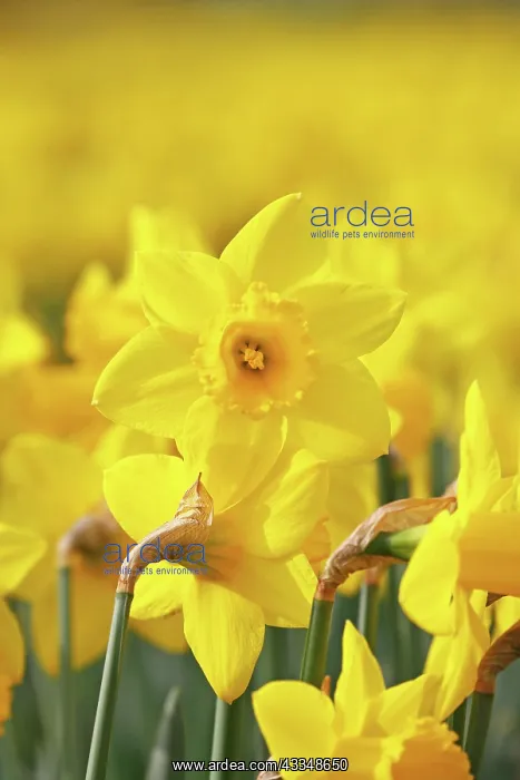 : 80200344 Warm and sunny weather brings out the spring : 80200344 Warm and sunny weather brings out the spring