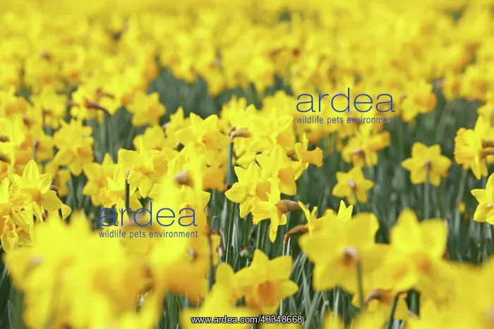 : 80200345 Warm and sunny weather brings out the spring : 80200345 Warm and sunny weather brings out the spring