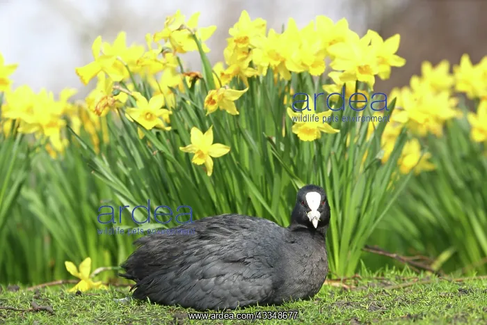 : 80200346 A Coot basks in the sun beside daffodils : 80200346 A Coot basks in the sun beside daffodils